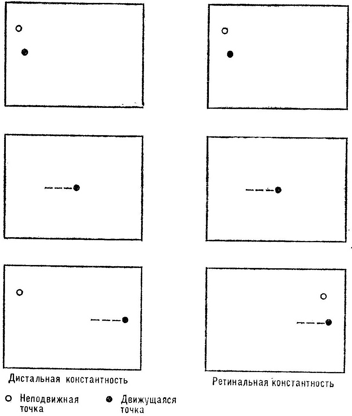 Зрительная радиальная локализация (теория эфферентной копии) Зрительная радиальная локализация (теория эфферентной копии)