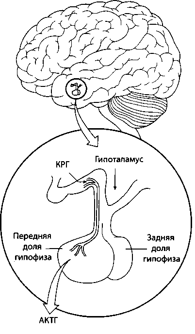 рап