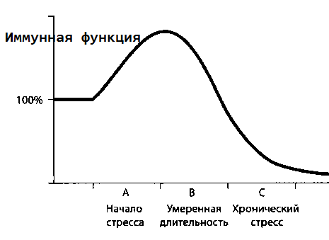 Рис. 28. Стресс ненадолго стимулирует иммунную систему