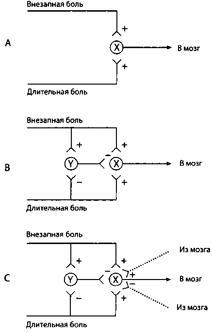 Рис. 33. Модель Уолла— Мелзека описывает, как информация о боли передается в мозг и как она может быть изменена мозгом. (А) Нейрон (X) в спинном мозге, как только его стимулируют волокна боли, отправляет в мозг сигнал о том, что произошло что-то, вызвавшее болевой сигнал. Такие волокна боли могут переносить информацию о внезапной боли или о длительной, рассеянной боли. (В) Более наглядная версия того, как на самом деле работает эта система. Она показывает, почему дифференцируется информация о внезапной и о длительной боли. При внезапной боли волокно внезапной боли стимулирует Х-нейрон, заставляя его передавать болевой сигнал в мозг. Волокно внезапной боли также стимулирует промежуточный нейрон (Y), который почти сразу же начинает подавлять Х-нейрон. Таким образом, Х-нейрон отправляет сигнал боли в мозг в течение очень короткого времени. Напротив, волокно длительной боли стимулирует Х-нейрон и подавляет активность промежуточного Y-нейрона. Таким образом, Y-нейрон не подавляет Х-нейрон и Х-нейрон продолжает отправлять сигнал боли в мозг, что приводит к длительной, рассеянной боли. (С) И стимулирующие, и подавляющие волокна выходят из мозга и отправляют информацию в Х-нейрон, изменяя его чувствительность к поступающей информации о боли. В итоге мозг может сделать Х-нейрон более чувствительным к болевому сигналу или притупить его чувствительность