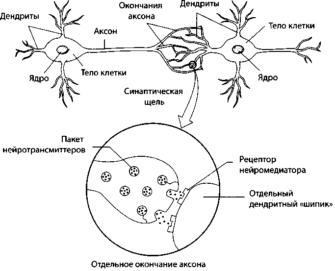 Рис. 51. Возбужденный нейрон передает информацию другим нейронам посредством химических сигналов в синапсах, контактных точках между нейронами. Когда импульс достигает окончания аксона сигнализирующего нейрона, это вызывает высвобождение молекул нейротрансмиттера. Трансмиттеры просачиваются через узкую синаптическую щель и связываются с рецепторами в дендритном шипике соседнего нейрона